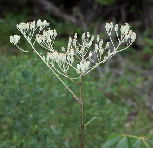 Arnoglossum plantagineum #50